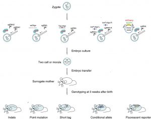 Crispr hompage