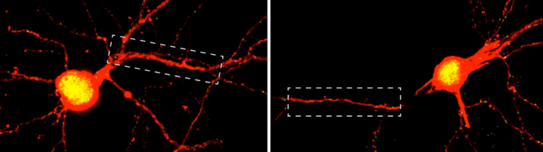 How neurons regulate their excitability autonomously