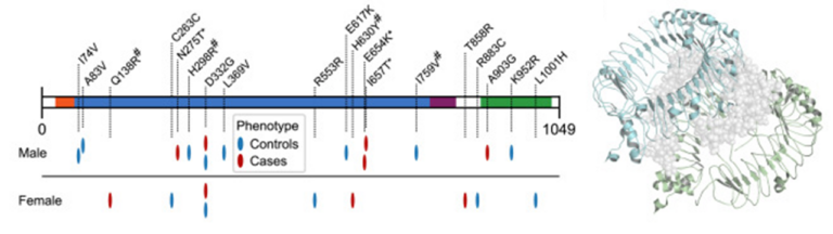 Large genetic study on severe COVID-19